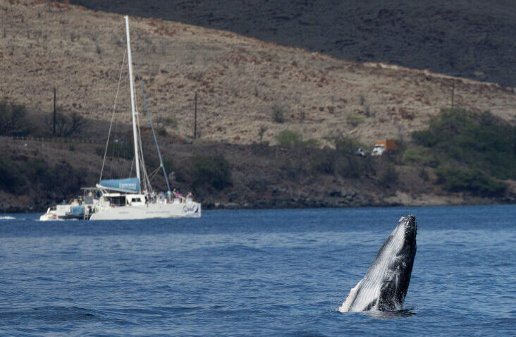 whale watching